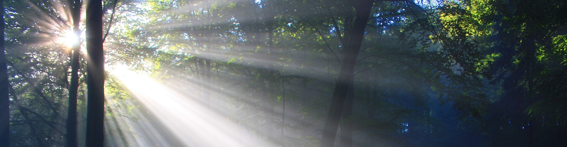 Illustratie De Lichtengel - zonnestralen door bomen