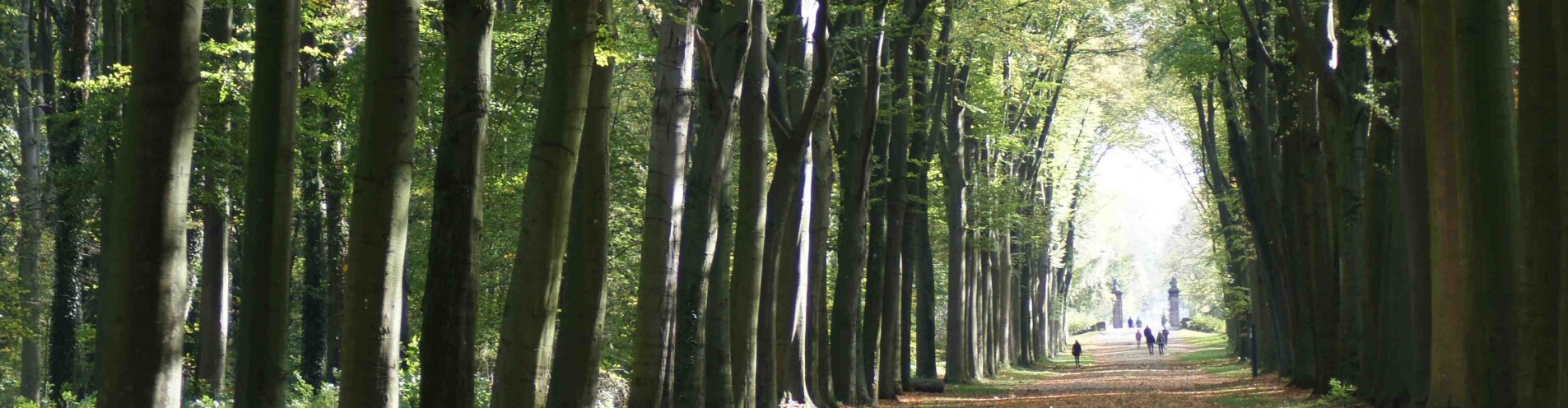 Illustratie van pad in bos bij Hypnotherapie en diep innerlijk werk voor moeders